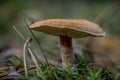 ÃÂ¡loseup of forest autumn light brown mushroom in macro Royalty Free Stock Photo